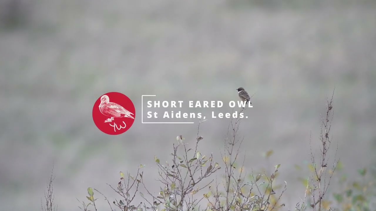In Search of Short Eared Owl
