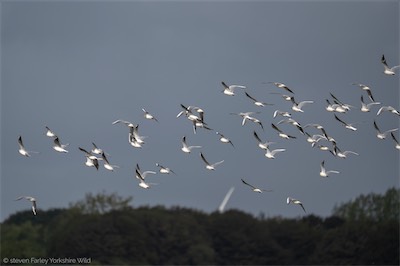 Gulls.jpg